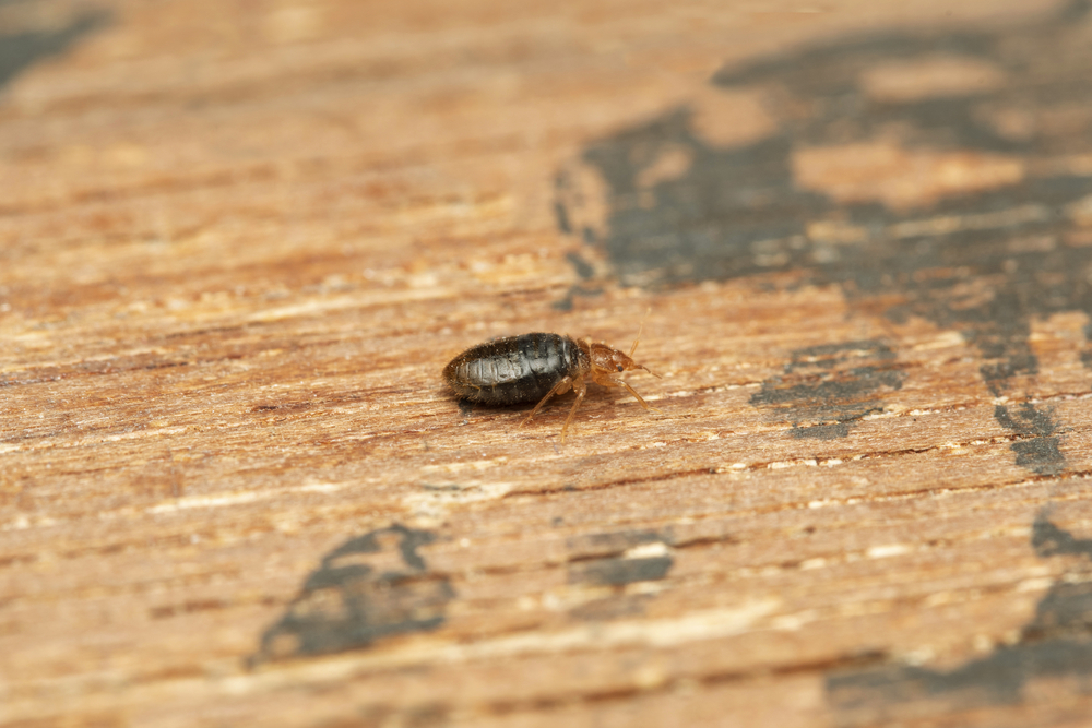 How to get rid of bed bugs GiftIntime.ca